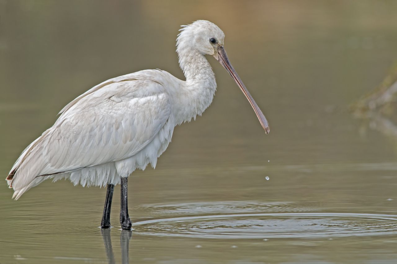 Spatola  (Platalea leucorodia)